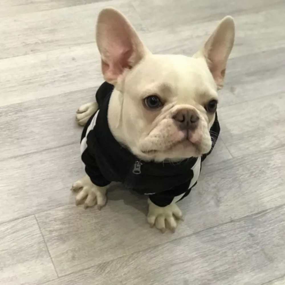 Adidog Black Jacket - Picture 8 of 8